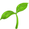 Vegan